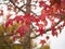 Detail of liquidambar red autumnal leafs with blurred background