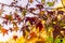 Detail of liquidambar sweetgum tree leafs with blurred background - autumnal background