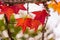 Detail of liquidambar sweetgum tree leafs with blurred background - autumnal background