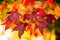 Detail of liquidambar sweetgum tree leafs with blurred background - autumnal background