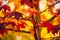 Detail of liquidambar sweetgum tree leafs with blurred background - autumnal background