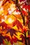 Detail of liquidambar sweetgum tree leafs with blurred background - autumnal background