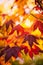 Detail of liquidambar sweetgum tree leafs with blurred background - autumnal background