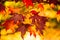 Detail of liquidambar sweetgum tree leafs with blurred background - autumnal background