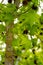 Detail of liquidambar sweetgum tree leafs with blurred background in springtime