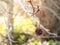 Detail of a liquidambar sweetgum tree seed with blurred background