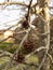 Detail of liquidambar sweetgum tree seeds with blurred background