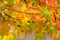 Detail of a liquidambar sweetgum tree seeds with blurred background - autumnal background