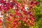 Detail of liquidambar sweetgum tree seeds and leafs with blurred background - autumnal background