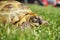 Detail of a little tortoise crawling in the grass