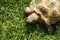 Detail of a little tortoise crawling in the grass