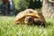 Detail of a little tortoise crawling in the grass