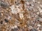 Detail look at Conglomerate stone