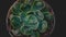 Detail look of  Echeveria raindrops on dark background. Beautiful succulent plant.