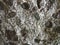 Detail look at Granodiorite stone
