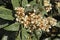 Detail of a loquat tree in full blooming