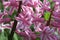 Detail / macro picture pink hyacinth