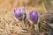 Detail macro - purple greater pasque flower - Pulsatilla grandis - growing in dry grass