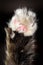Detail macro shot of soft Cat paws black background