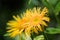 Detail (macro) of a yellow flower