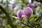 Detail of magnolia flowers