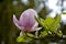 Detail of magnolia flowers