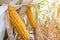 Detail of maize field before harvest