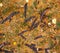 Detail of an majestic big old tree in a deep gloomy forest, view from above