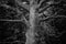 Detail of majestic oak tree in forest in black and white