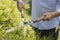 Detail of male hands using  shears to cut a bush