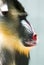 Detail of Mandrill Colorful Face and Fur