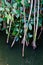 Detail of mangrove plants in Marapendi Lagoon, Barra da Tijuca,