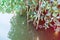 Detail of mangrove plants in Marapendi Lagoon, Barra da Tijuca, Rio de Janeiro. Colored light leak filter applied