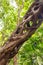 Detail of a Mangrove trunk in Daintree Rainforest, unique natural formation, Port Douglas, Queensland, Australia