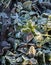 Detail of many different frozen and iced crisp leaves on the ground covered in frosted hoar frost a cold fresh winter