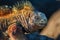 Detail of a marine iguana in the Galapagos Islands Ecuador