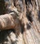 Detail, massive trunk of Sequoia tree