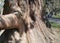 Detail, massive trunk of Sequoia tree