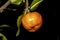 Detail of mature barbados cherry or acerola fruit Malpighia glabra Linn