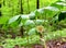 Detail of a mayapple flower and green leaves growing in a spring forest.