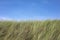 Detail of meadow and blue sky with copy space at the beach in Bergen, Netherlands