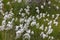 Detail of a meadow with cottongrass. Eriophorum cottongrass, cotton-grass or cottonsedge is a genus of flowering plants