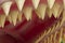 Detail of the megalodon`s teeth. The Megalodon is an extinct megatoothed shark that existed in prehistoric era