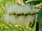 Detail of Melaleuca Quinquenervia Bottle Brush Flower on Paper Bark Tree