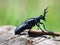 Detail of Meloe proscarabaeus oil beetle, black beetle