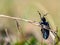 Detail of Meloe proscarabaeus oil beetle, black beetle on grass