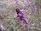 Detail of mezereon Daphne mezereum blooming in spring forest