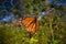 Detail of monarch butterfly Danaus plexippus in Ontario provin