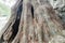 Detail of Montezuma cypress Taxodium mucronatum , Guatema