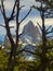 Detail of the Mount Fitz Roy top inside the trees